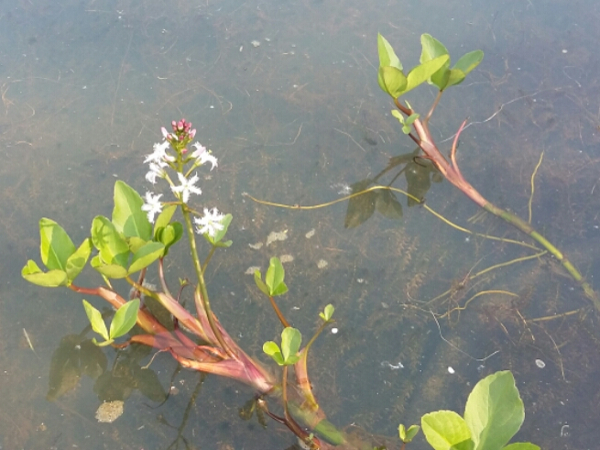 Menyanthes trifoliata Menyanthes trifoliata