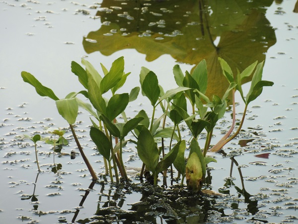 Menyanthes trifoliata Menyanthes trifoliata