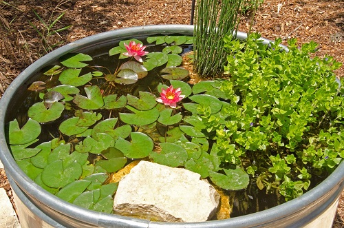 Mini-pond o micro laghetto con ninfea nana Mini-pond o micro laghetto con ninfea nana