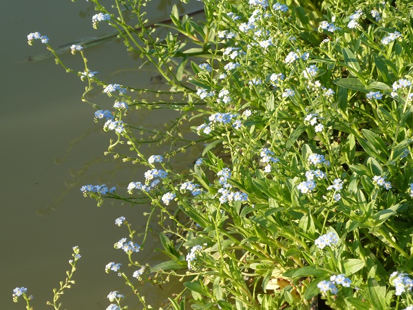 Myosotis palustris Myosotis palustris