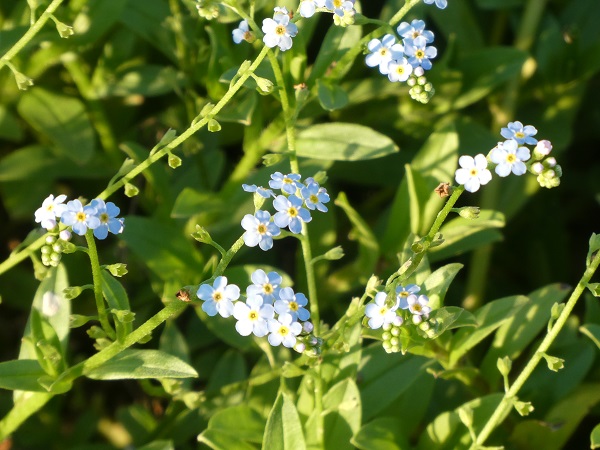 Myosotis palustris Myosotis palustris