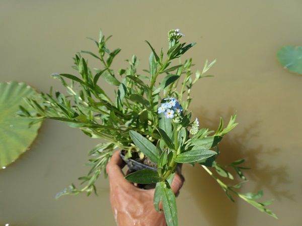 Myosotis palustris Myosotis palustris