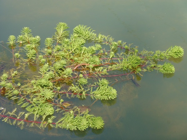 Myriophyllum Aquaticum Myriophyllum Aquaticum