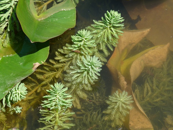 Myriophyllum Aquaticum Myriophyllum Aquaticum