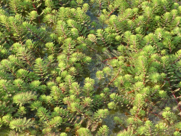 Myriophyllum brasiliensis 'Red Stem' Myriophyllum brasiliensis 'Red Stem'