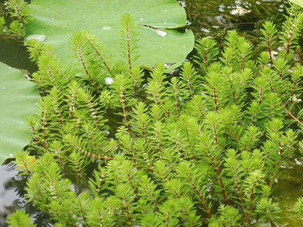 Myriophyllum brasiliensis 'Red Stem' Myriophyllum brasiliensis 'Red Stem'