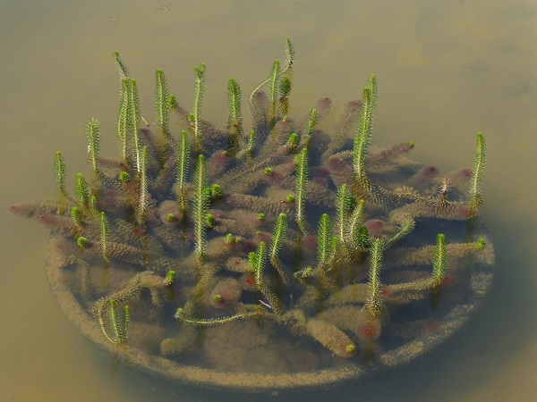 Myriophyllum crispatum Myriophyllum crispatum