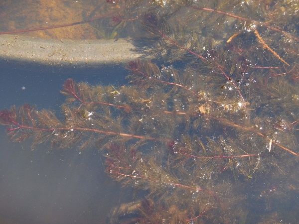 Myriophyllum spicatum Myriophyllum spicatum