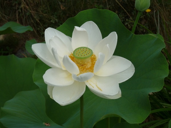 Nelumbo Alba Grandiflora Nelumbo Alba Grandiflora
