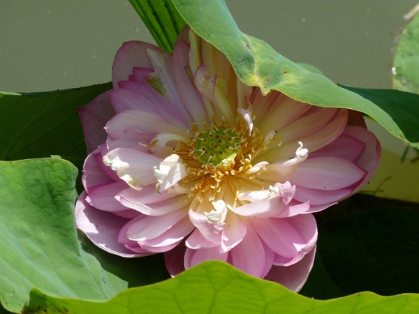 Nelumbo Baby Peony Nelumbo Baby Peony