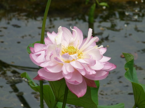 Nelumbo Baby Peony Nelumbo Baby Peony