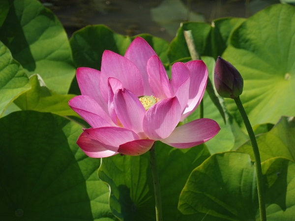 Nelumbo Baby Pink Nelumbo Baby Pink