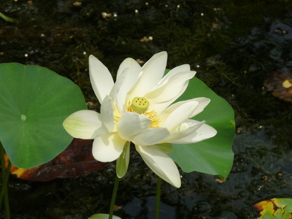 Nelumbo Baby Yellow Nelumbo Baby Yellow