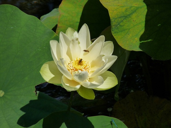 Nelumbo Baby Yellow Nelumbo Baby Yellow