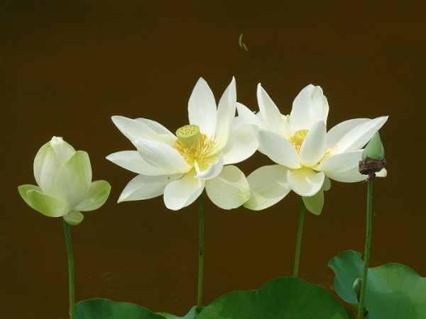 Nelumbo Baby Yellow Nelumbo Baby Yellow