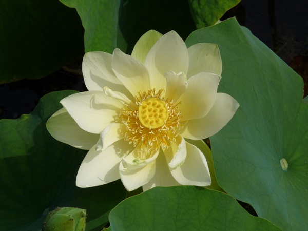 Nelumbo Baby Yellow Nelumbo Baby Yellow