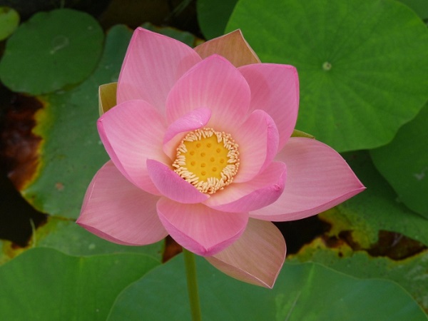 Nelumbo Carolina Queen Nelumbo Carolina Queen