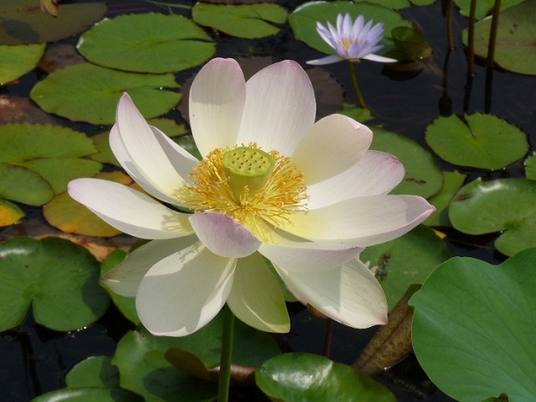 Nelumbo Carolina Queen Nelumbo Carolina Queen