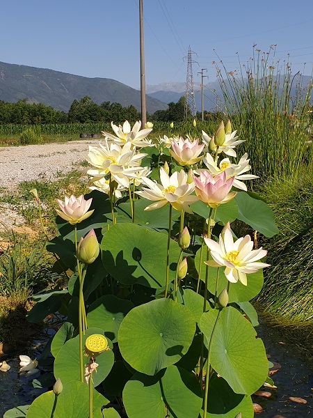 Nelumbo Chawan Basł Nelumbo Chawan Basł