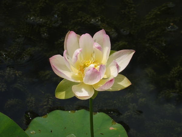 Nelumbo Chawan Basł Nelumbo Chawan Basł