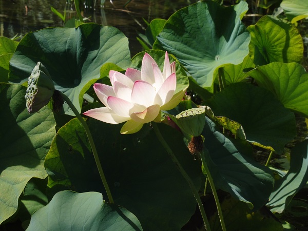 Nelumbo Chawan Basł Nelumbo Chawan Basł