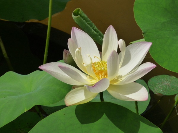 Nelumbo Chawan Basł Nelumbo Chawan Basł