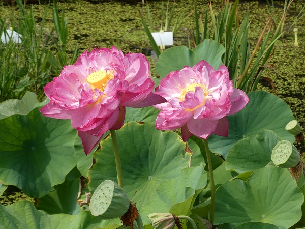 Nelumbo Double Pink Nelumbo Double Pink