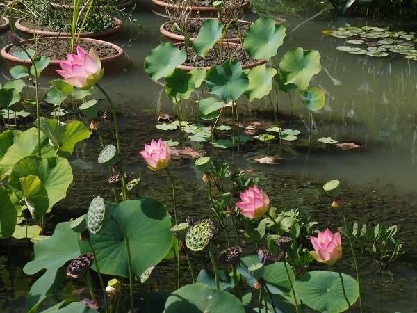 Nelumbo Green Maiden Nelumbo Green Maiden