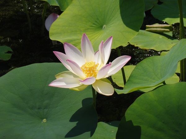 Nelumbo Green Maiden Nelumbo Green Maiden