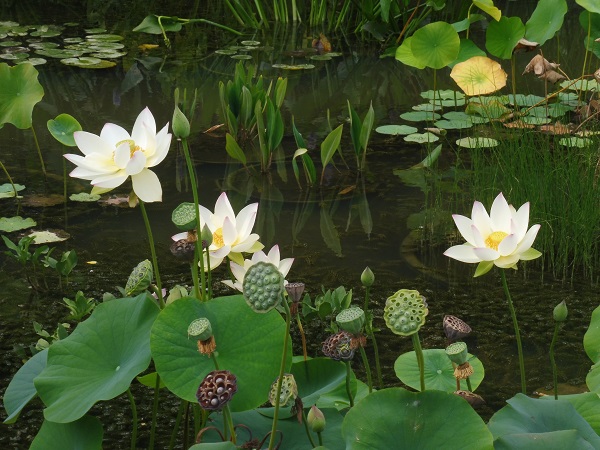 Nelumbo Green Maiden Nelumbo Green Maiden