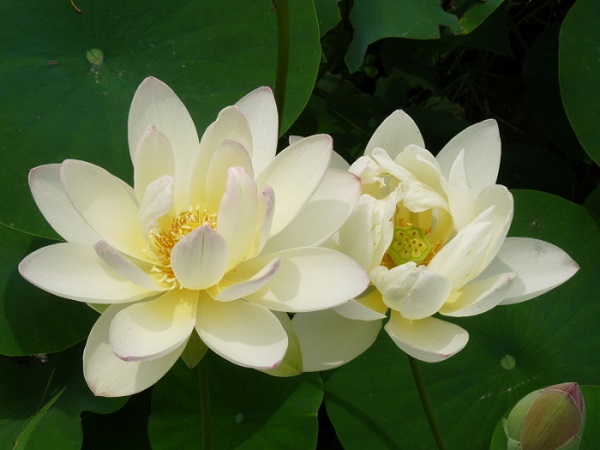 Nelumbo Green Maiden Nelumbo Green Maiden