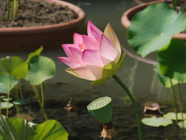 Nelumbo Green Maiden Nelumbo Green Maiden