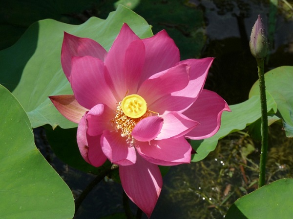 Nelumbo Hong Lin Jin Nelumbo Hong Lin Jin