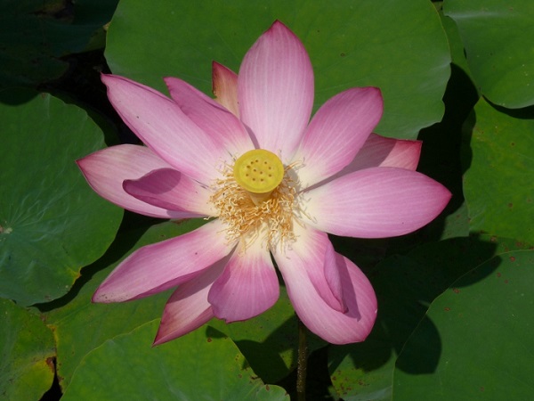 Nelumbo Hong Lin Jin Nelumbo Hong Lin Jin