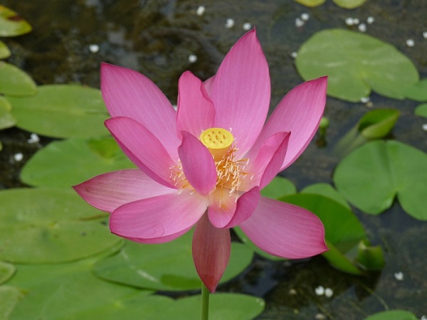 Nelumbo Hong Lin Jin Nelumbo Hong Lin Jin