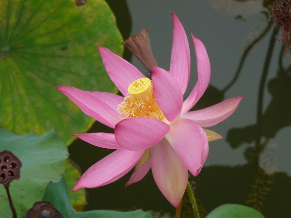 Nelumbo Hong Lin Jin Nelumbo Hong Lin Jin