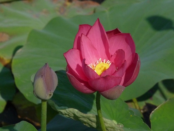 Nelumbo Hong Lin Jin Nelumbo Hong Lin Jin