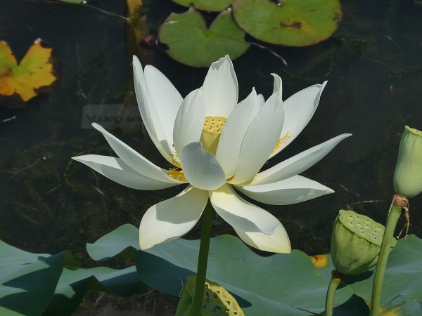 Nelumbo Hun Zhong Nelumbo Hun Zhong