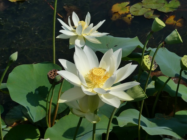 Nelumbo Hun Zhong Nelumbo Hun Zhong