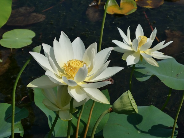 Nelumbo Hun Zhong Nelumbo Hun Zhong