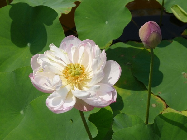 Nelumbo Moonlight Nelumbo Moonlight