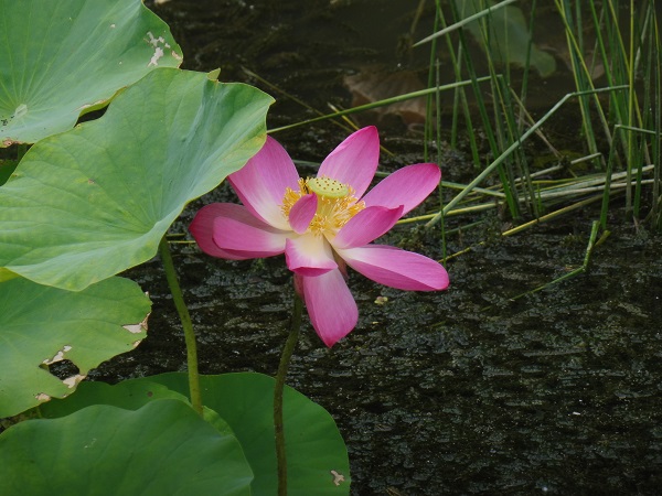 Nelumbo Pekinensis Rubra Nelumbo Pekinensis Rubra