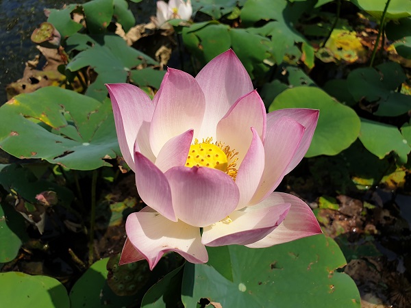 Nelumbo Pink And Yellow Nelumbo Pink And Yellow