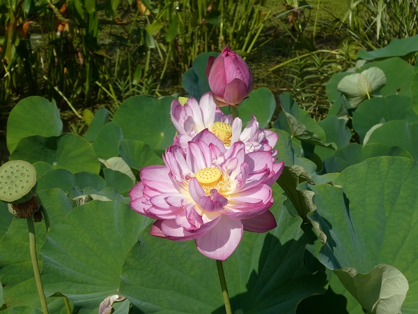 Nelumbo Rosa Turm Nelumbo Rosa Turm