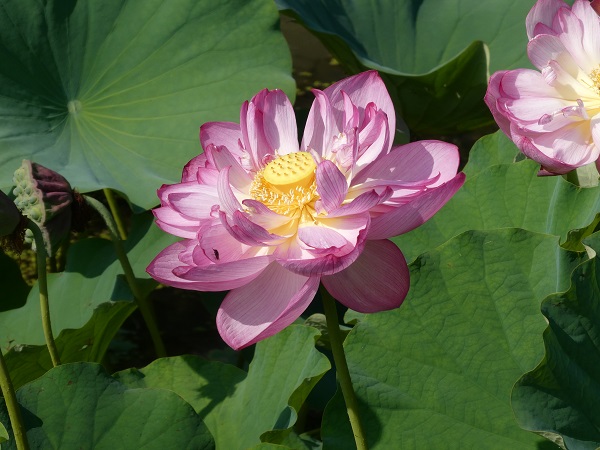 Nelumbo Rosa Turm Nelumbo Rosa Turm