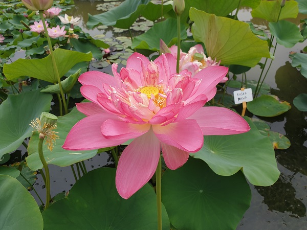 Nelumbo Rosea Plena Nelumbo Rosea Plena