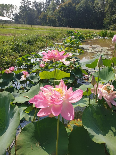Nelumbo Rosea Plena Nelumbo Rosea Plena