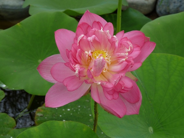 Nelumbo Rosea Plena Nelumbo Rosea Plena
