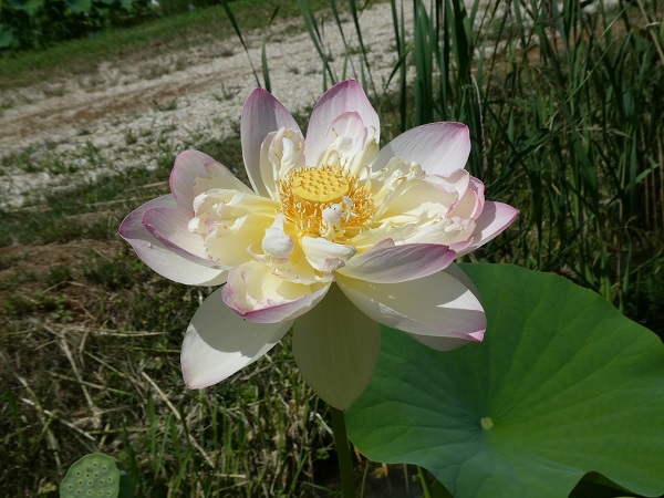 Nelumbo Strawberry Blonde Nelumbo Strawberry Blonde