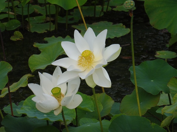 Nelumbo White Triangle Nelumbo White Triangle